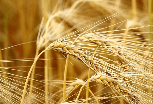 精釀<a href=http://www.hldcar.cn/ target=_blank class=infotextkey>啤酒設備</a>,啤酒廠設備,開辦啤酒廠,麥芽